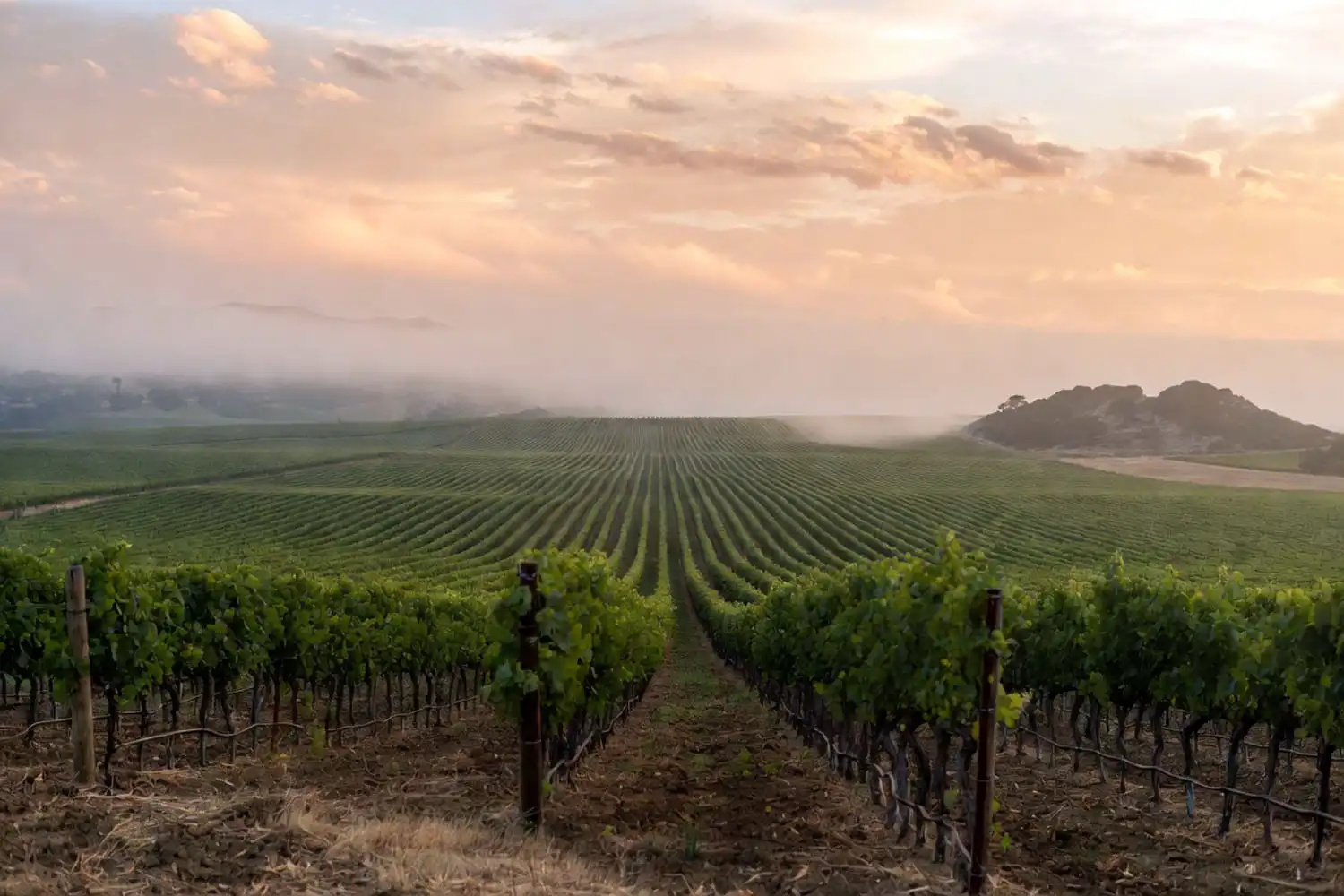 A California San Joaquin Valley vineyard where Candy Snaps grapes are grown by Grapery, showing rows of trellised vines at sunrise.