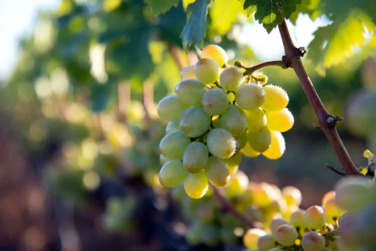 Cluster of ripe cotton candy grapes hanging on a vine showing the green skin of the patented hybrid variety