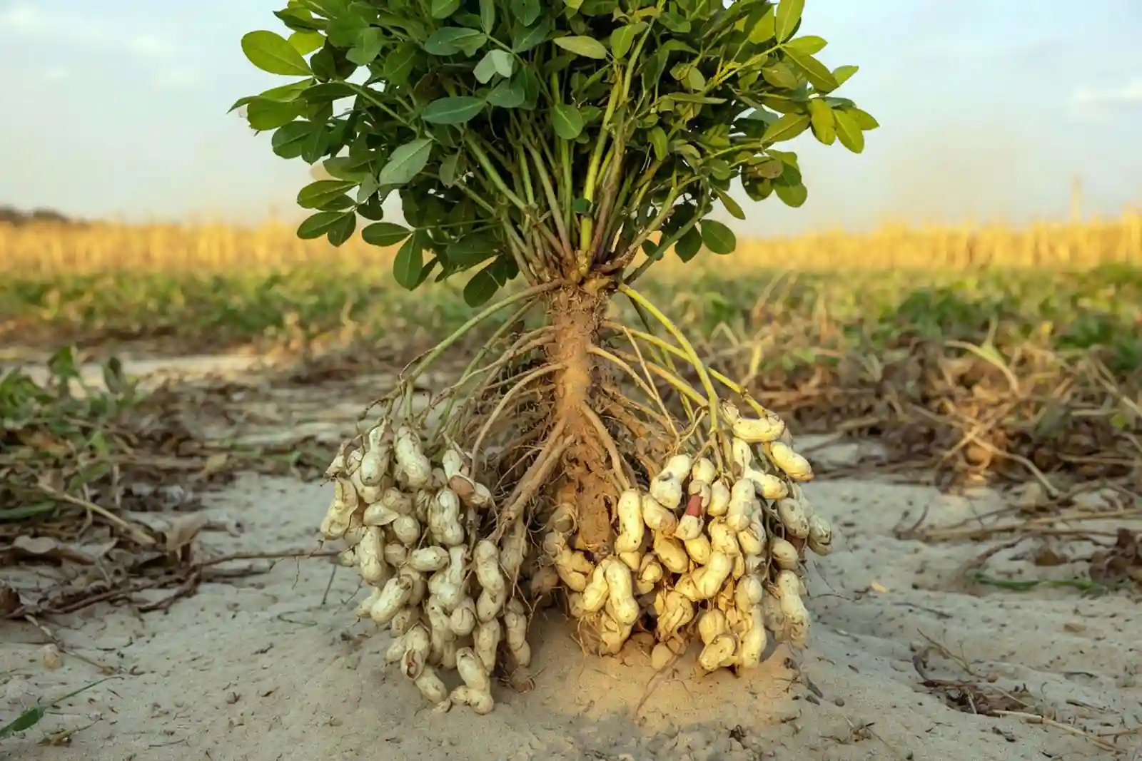 peanut plant pulled from soil showing pods underground