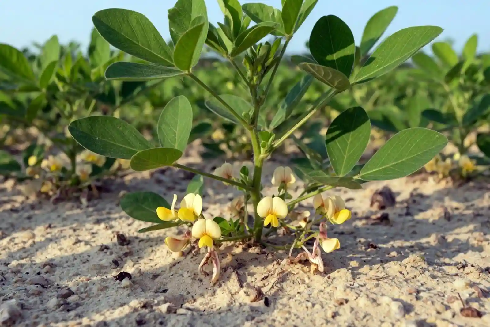 Do peanuts grow on a bush