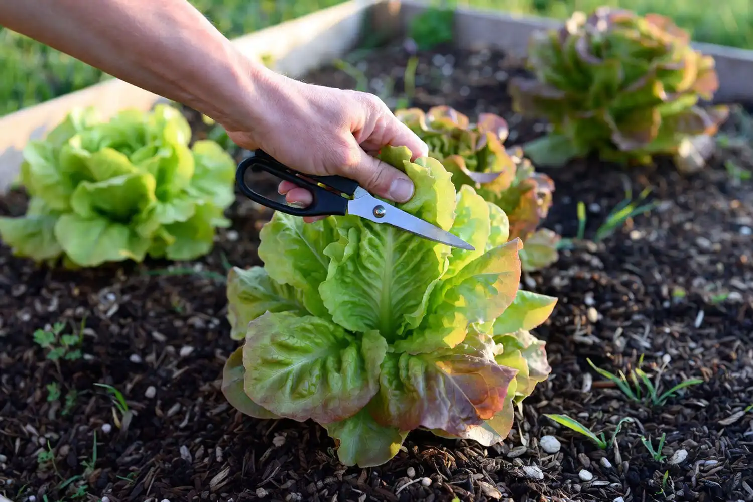 Cut and come again harvest method on lettuce plants growing in a raised bed