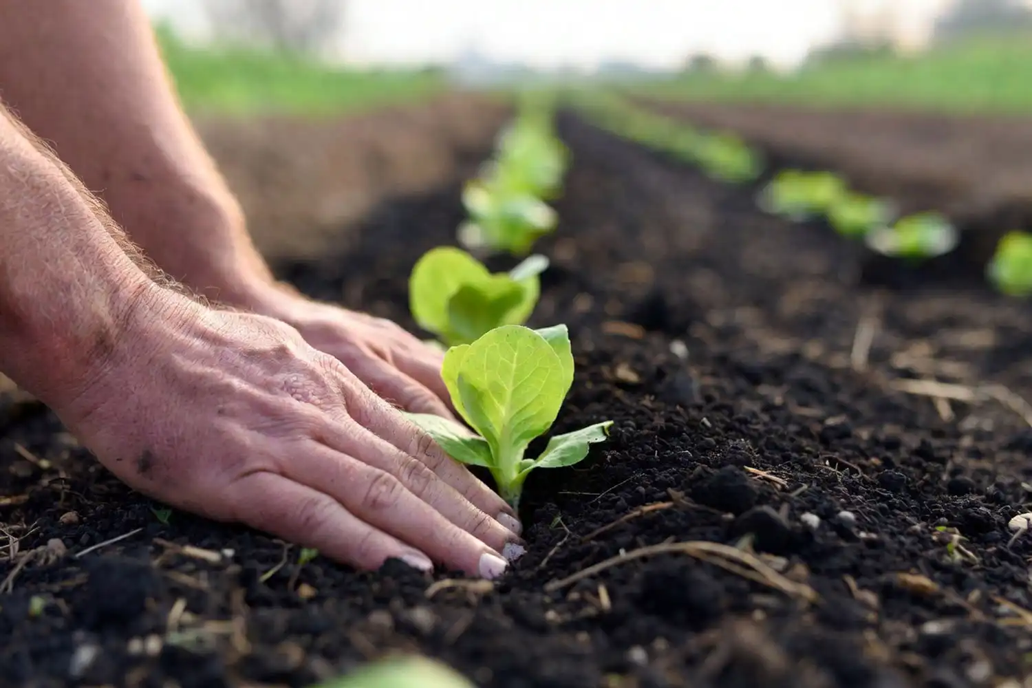 Farmer planting iceberg lettuce seedling into prepared garden soil for spring crop
