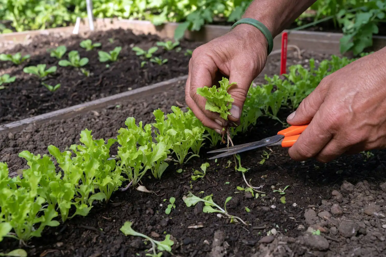 Thinning young lettuce seedlings to proper plant spacing after sprouting