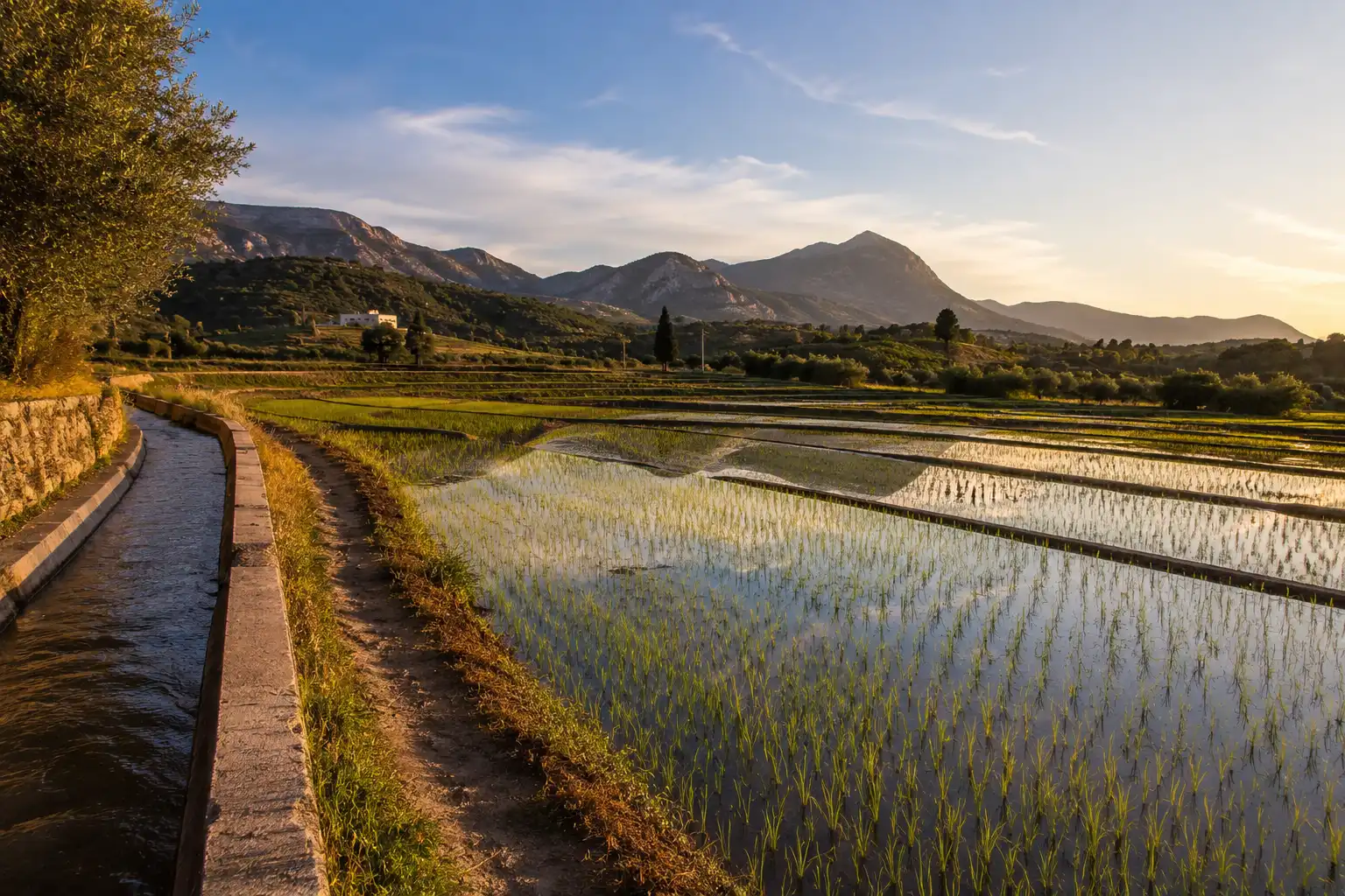 Flooded bomba rice paddy in the Calasparra region of Murcia Spain