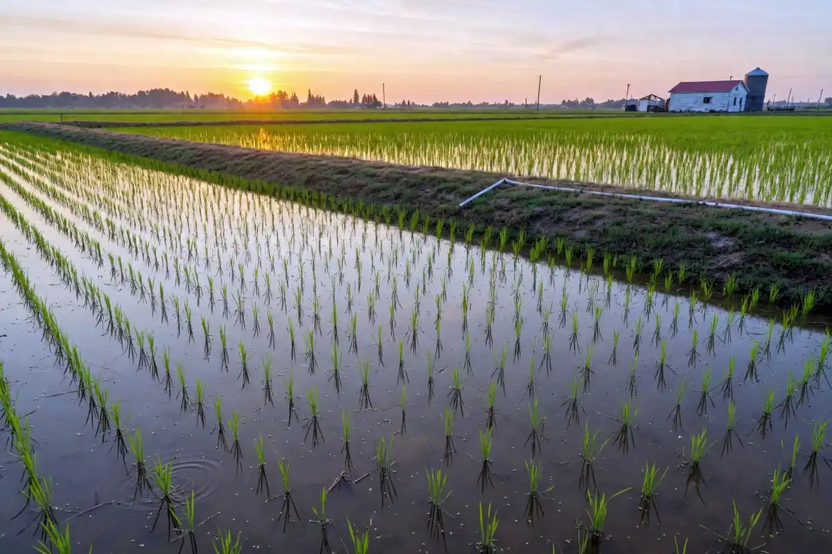 Flooded rice paddy showing how rice absorbs arsenic from soil and water