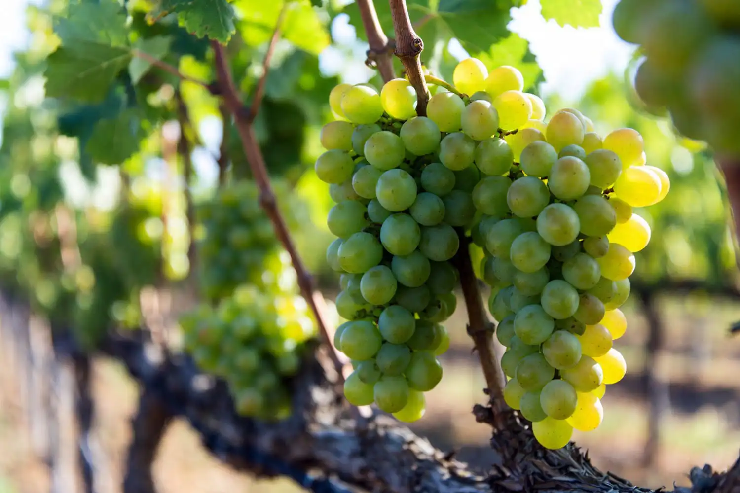 Fresh Autumn Crisp grapes growing on the vine, a conventionally bred non-GMO table grape variety