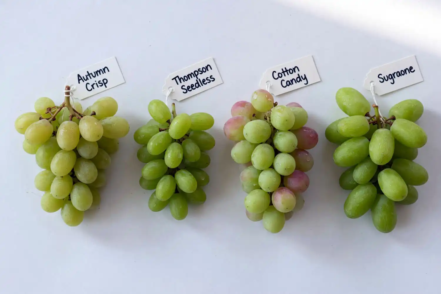 Four green grape varieties Autumn Crisp Thompson Seedless Cotton Candy and Sugraone shown side by side for comparison