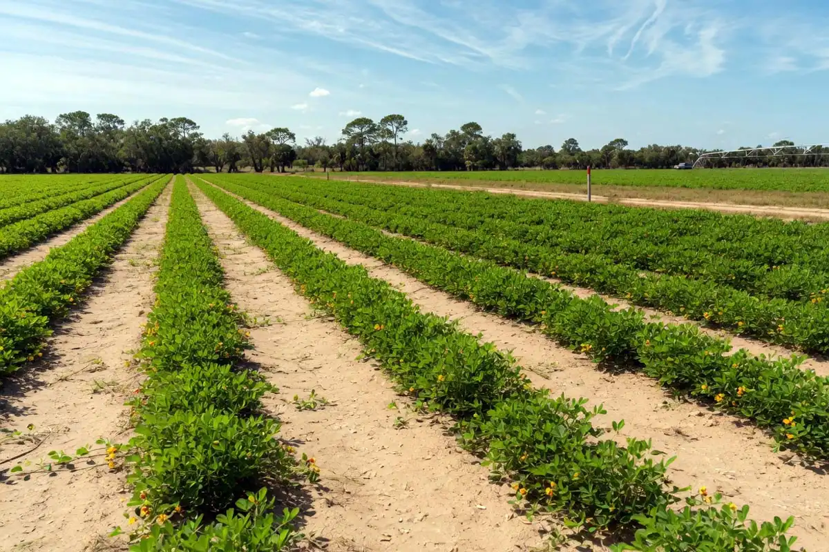 Grow Peanuts in Florida
