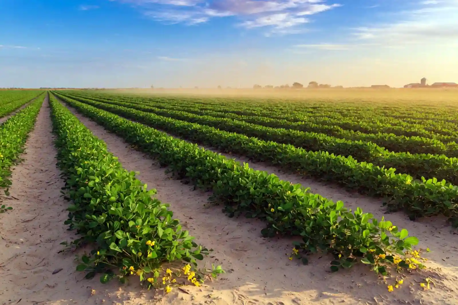 Grow Peanuts in Texas