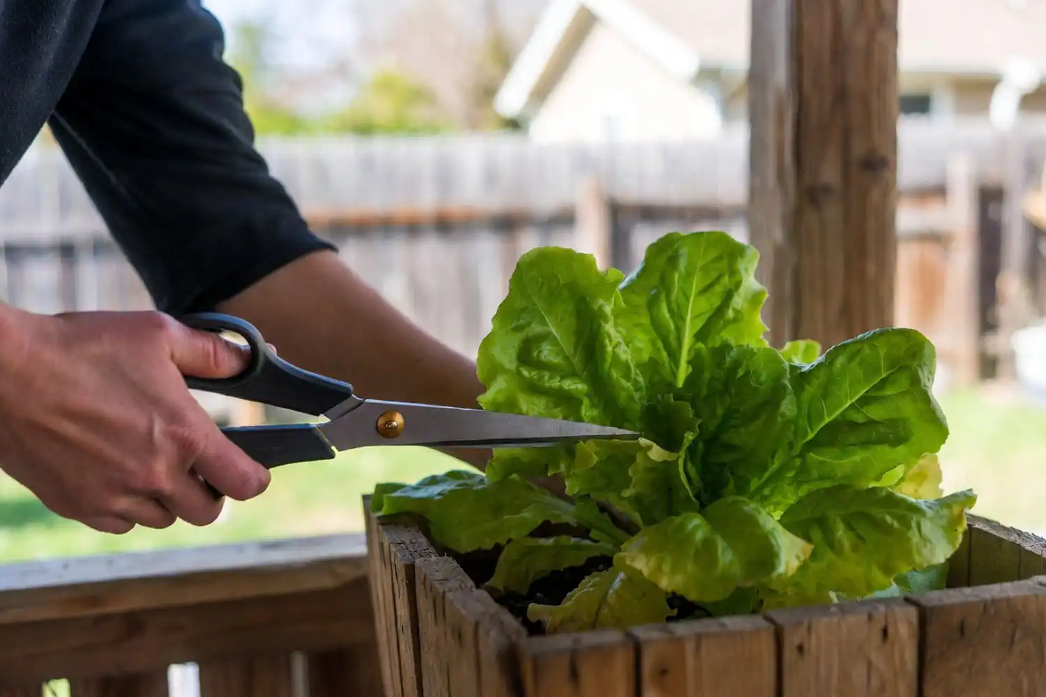 Farmer using scissors to cut outer leaves from lettuce grown in a pot using the cut-and-come-again method