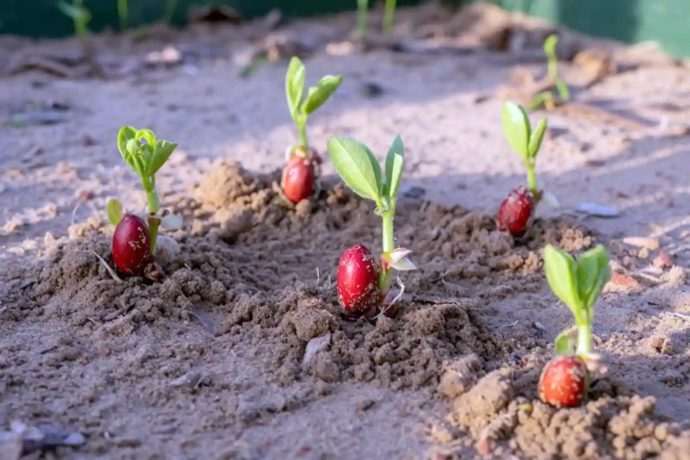How to Germinate Peanuts