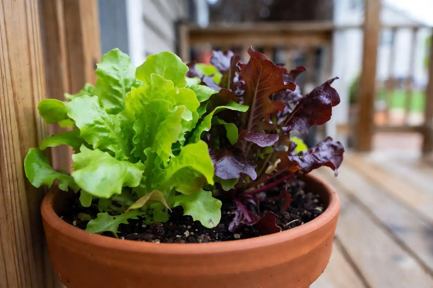 Healthy leaf lettuce planted in a terracotta pot showing how to plant lettuce in a pot at home