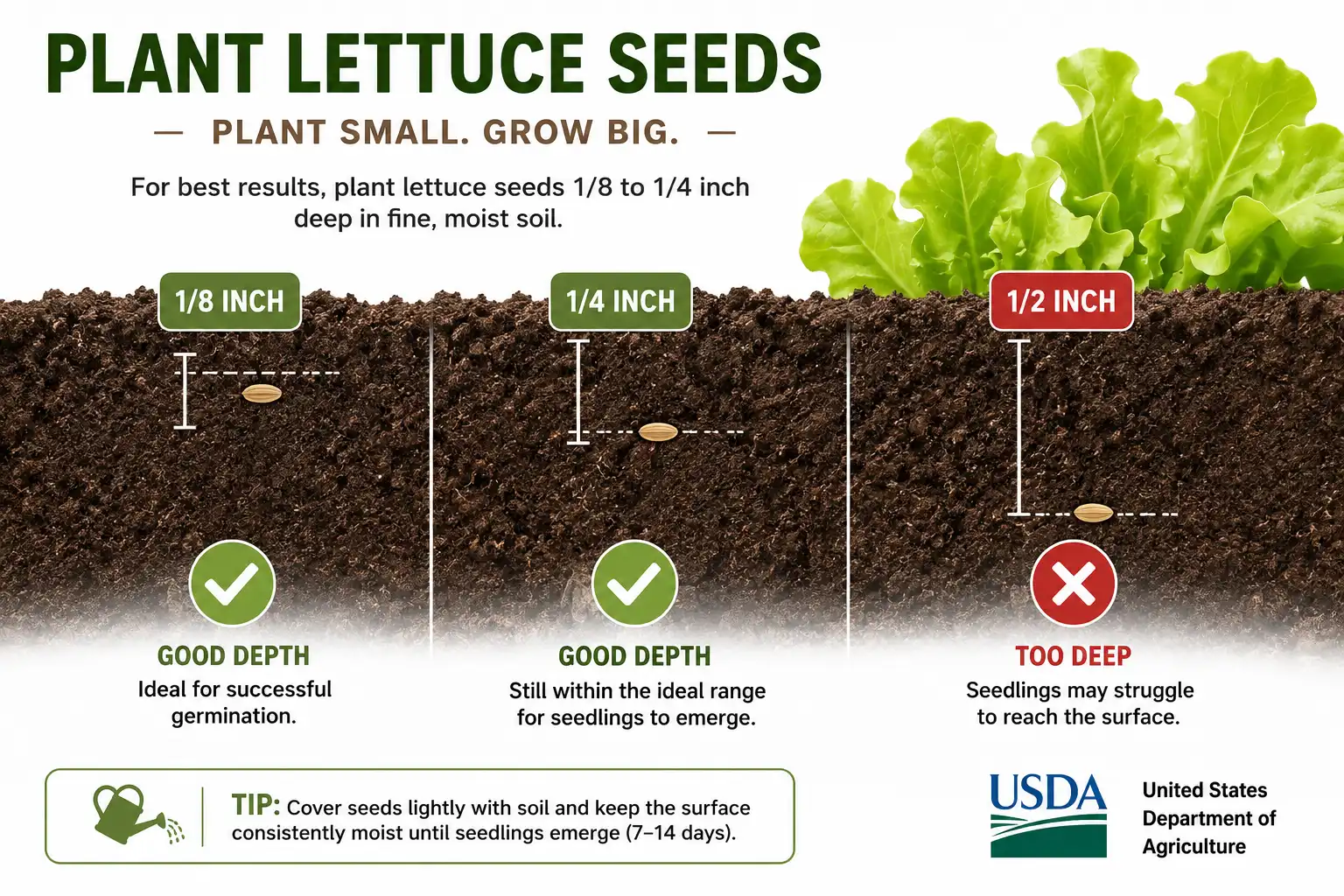 Infographic of correct lettuce seed planting depth between 1/8 and 1/4 inch