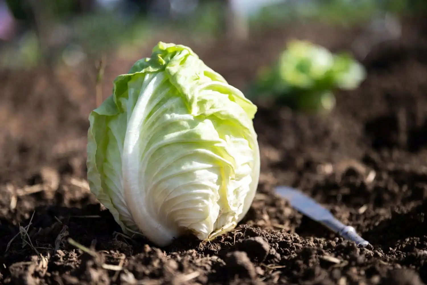 Firm mature iceberg lettuce head with tight wrapper leaves ready to harvest