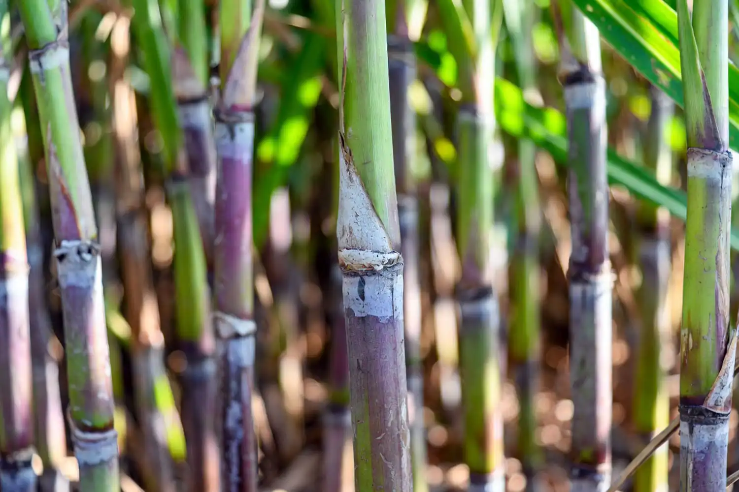 Natural wax coating on sugarcane stalks visible as a whitish bloom on the rind