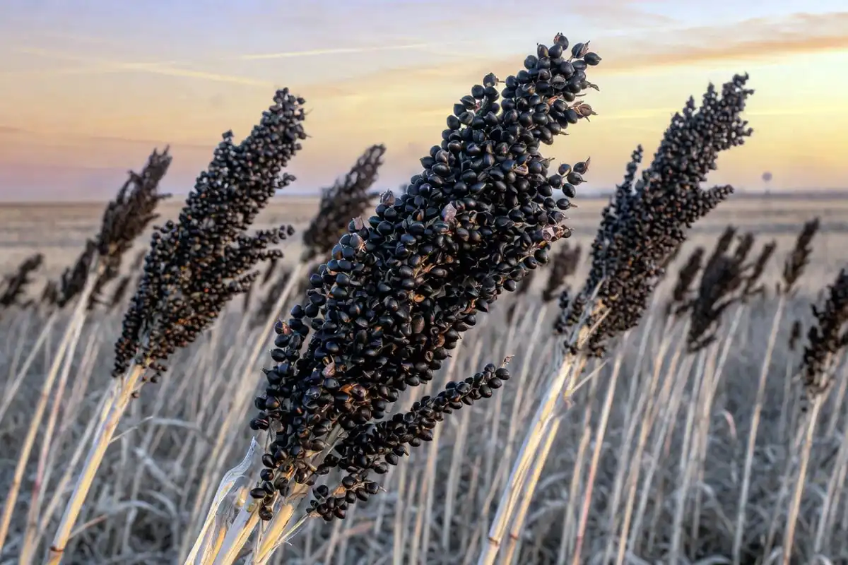 Onyx Sorghum