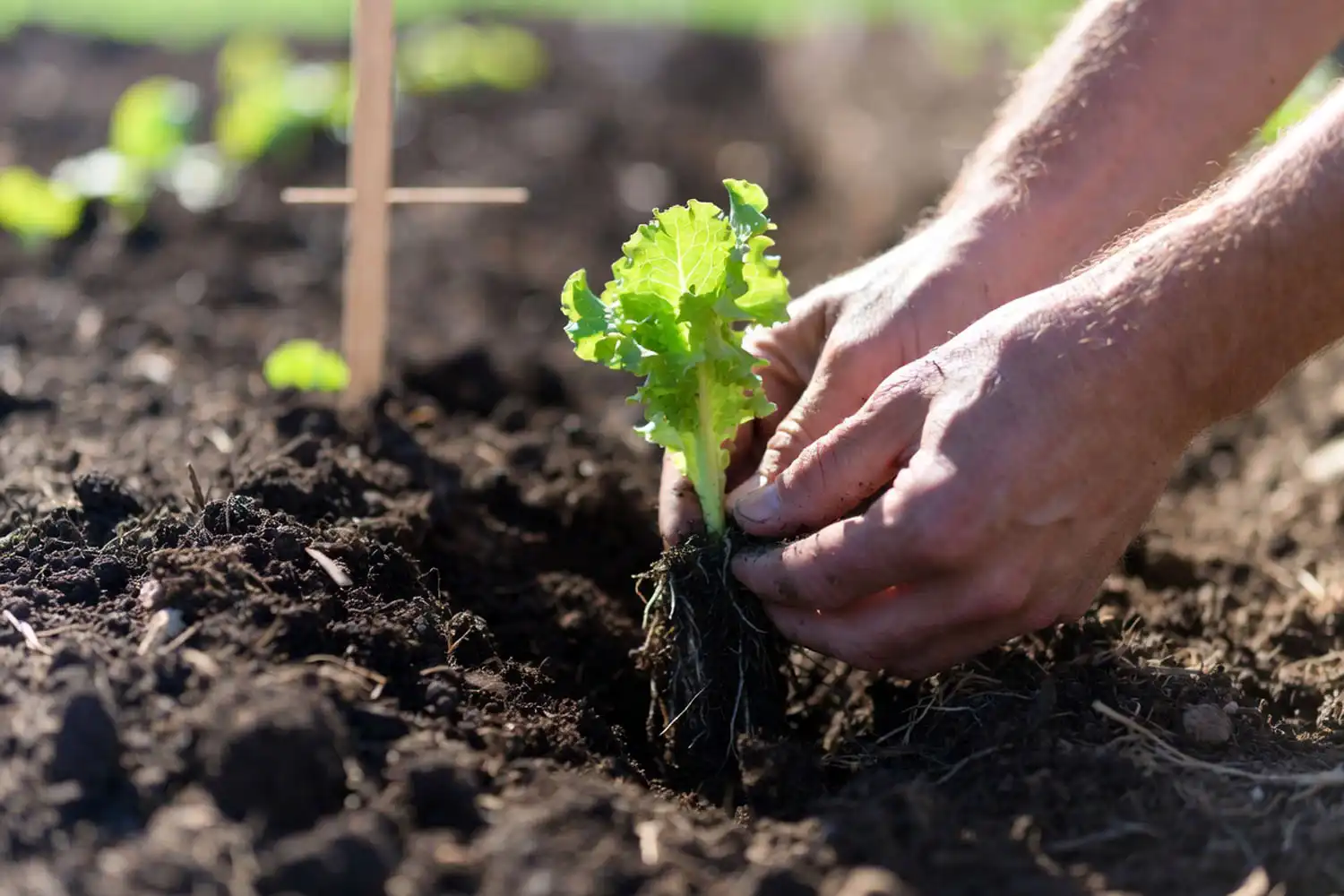 Farmer planting a young butter lettuce seedling into loose loamy soil in a raised bed
