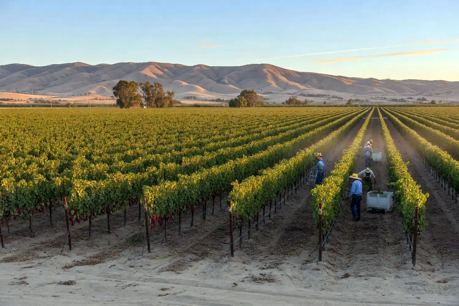 California San Joaquin Valley table grape vineyard where cotton candy grapes are grown