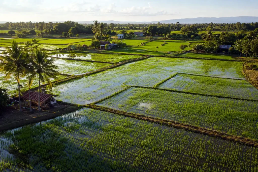 Small organic rice paddy in northeast Thailand where Jasberry rice is grown