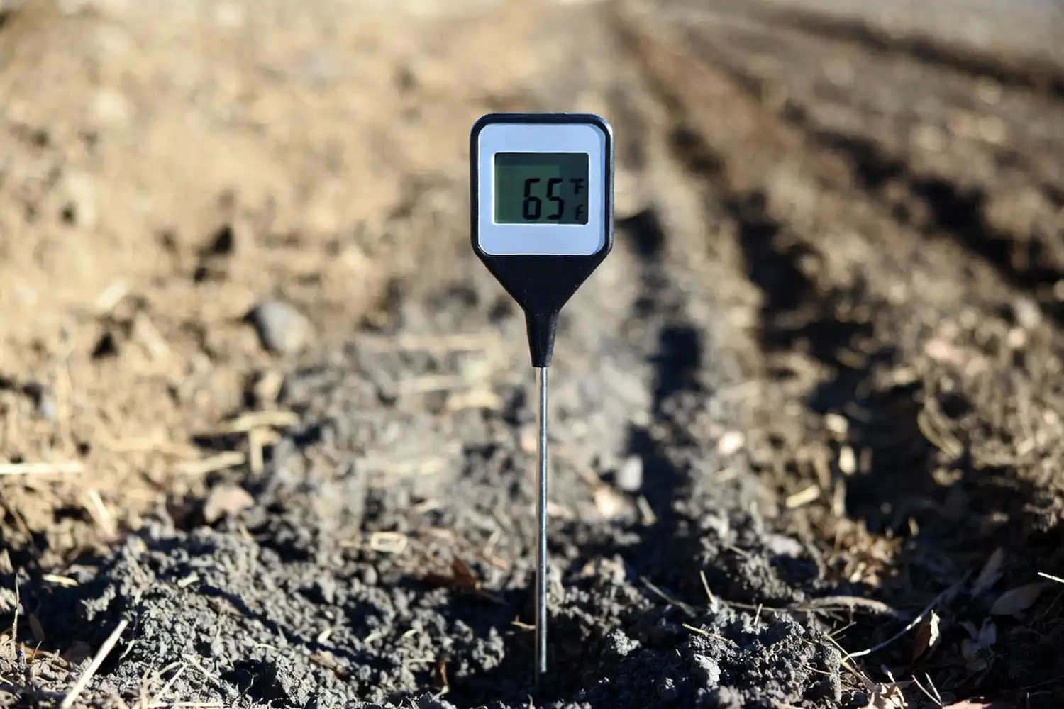 Soil thermometer showing 65°F in a prepared lettuce seedbed at planting time