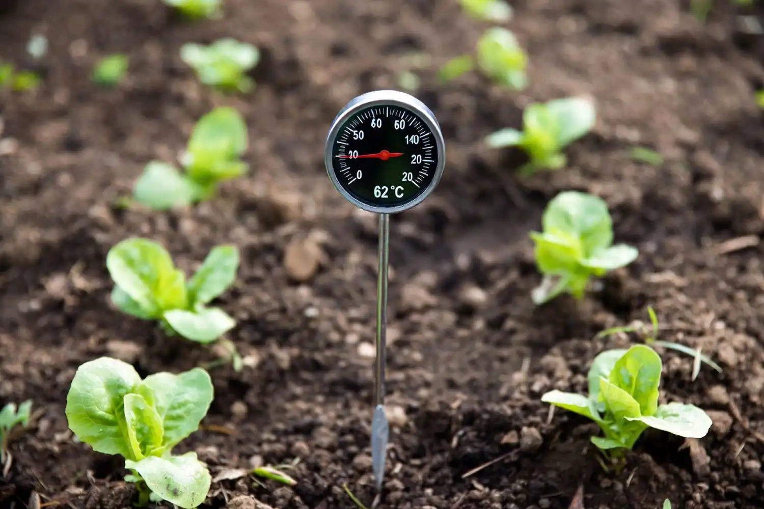 Soil thermometer showing 62°F in a Kansas garden bed during the ideal lettuce planting window.