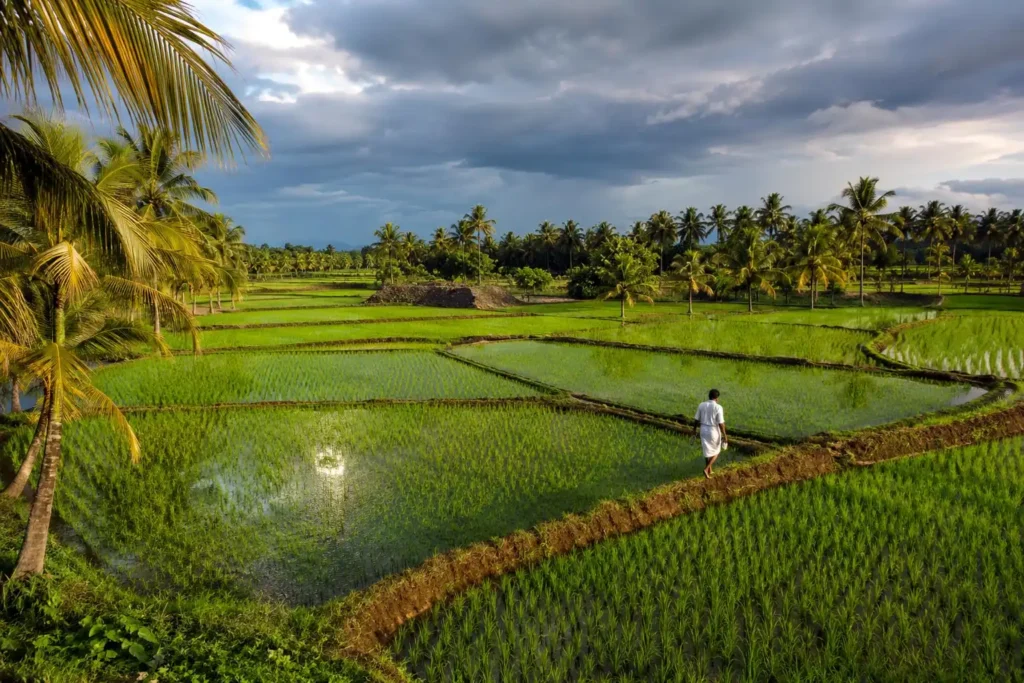 Sona Masoori rice paddies during kharif season in Andhra Pradesh South India