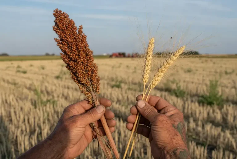 Sorghum vs Wheat