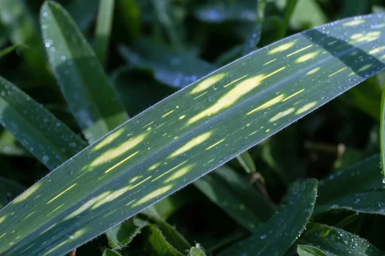 St. Augustine grass blade with sugarcane mosaic virus showing yellow green mottling