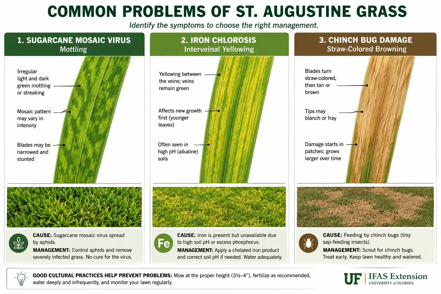 Infographic comparing sugarcane mosaic virus iron deficiency and chinch bug damage in St. Augustine grass