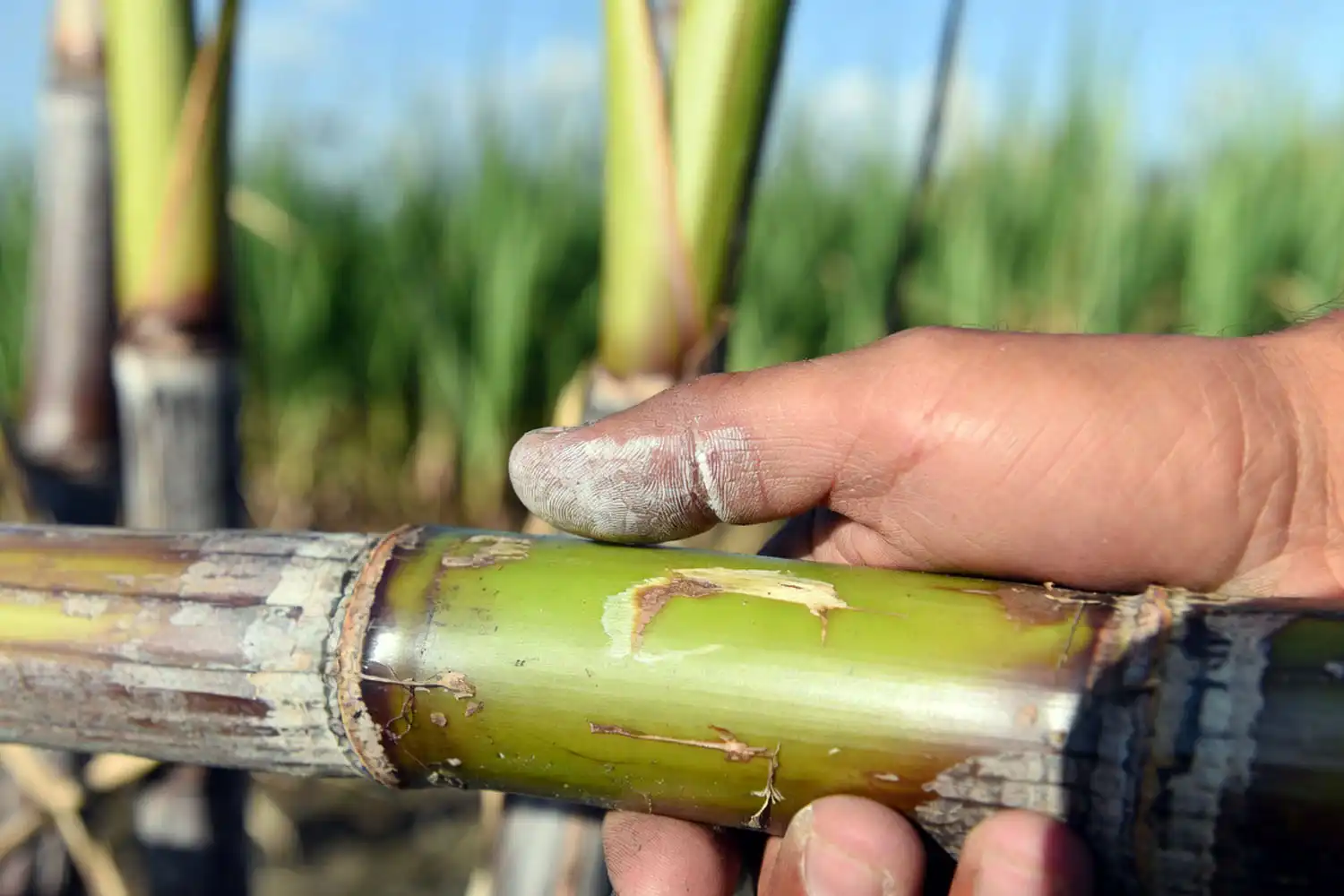 Farmer checking the natural wax coating on a sugarcane stalk with the thumb test