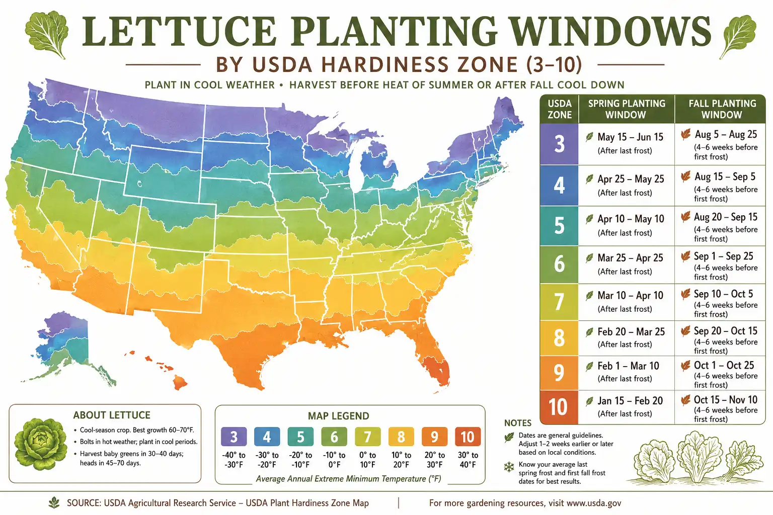 Infographic of when to plant lettuce by USDA hardiness zone for spring and fall windows across the US.