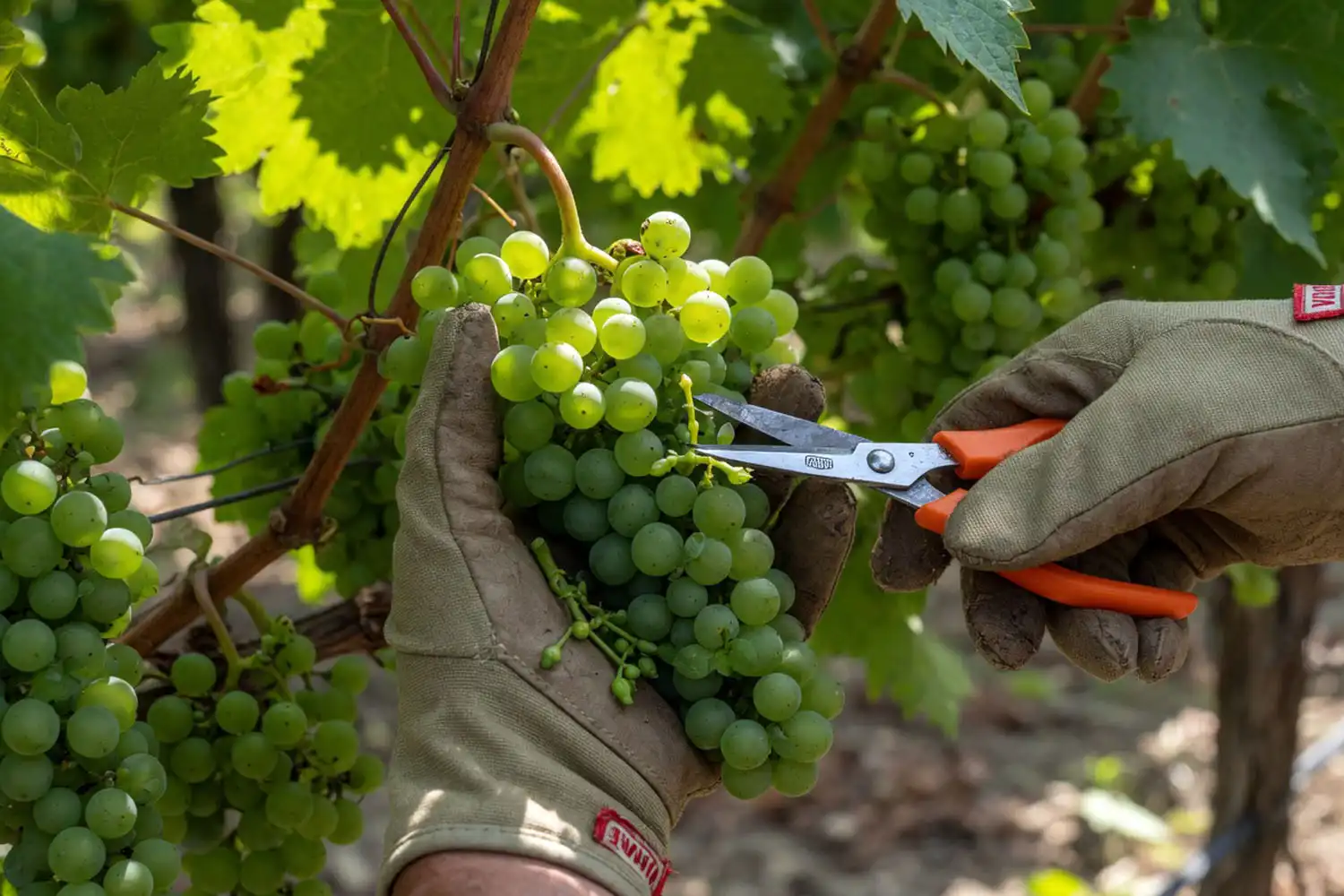 Farmer using scissors to thin berries from a green table grape cluster on the vine