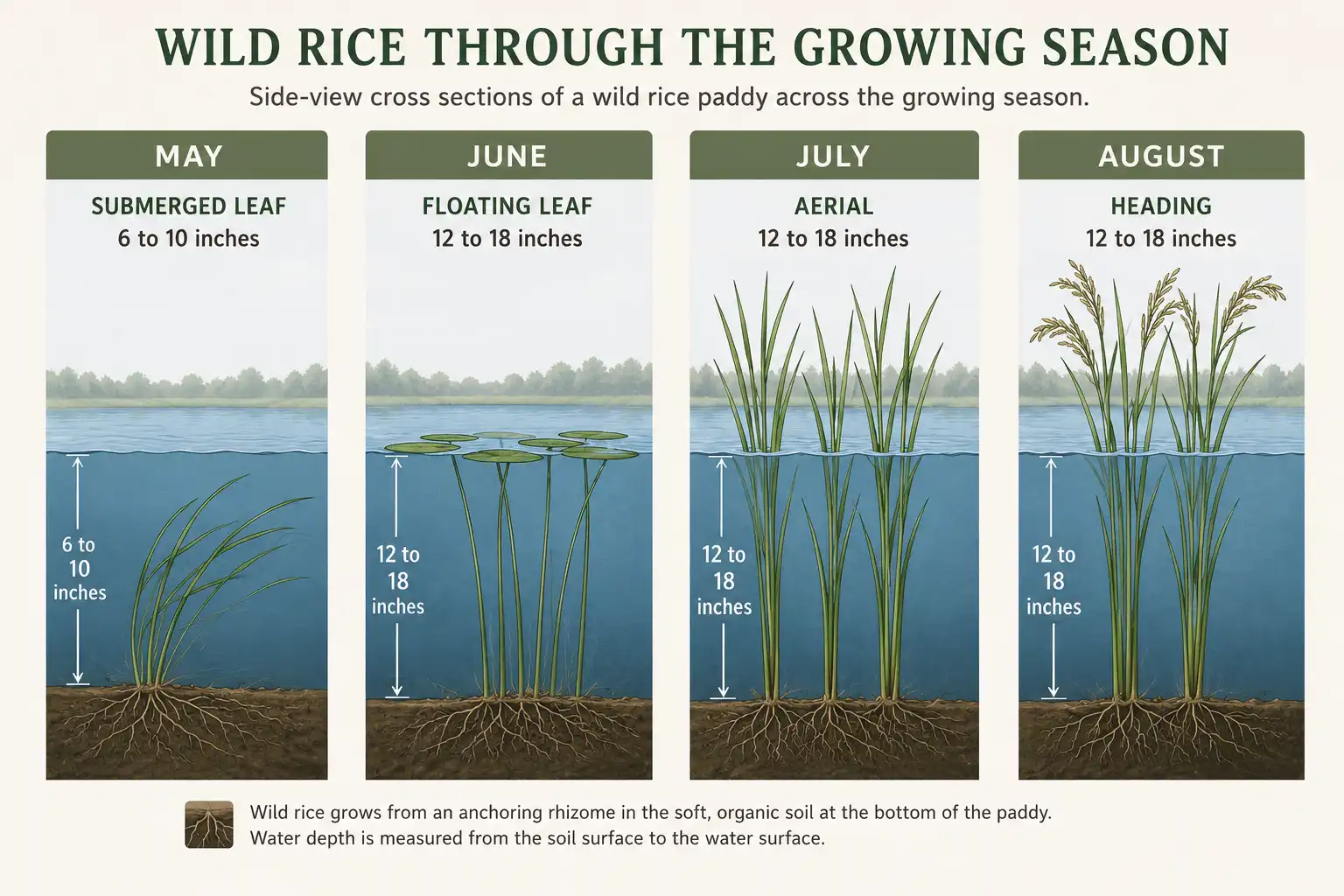 Wild rice water depth chart by growth stage from submerged leaf to harvest