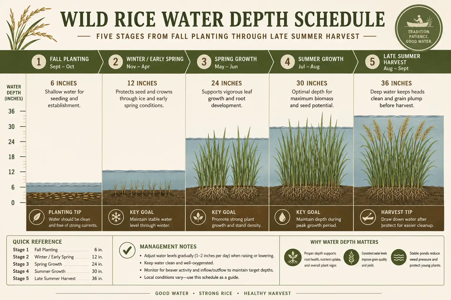 Infographic of wild rice water depth schedule from fall planting through harvest, a key step in how to plant wild rice successfully