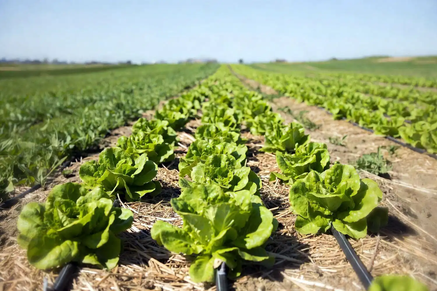 Healthy iceberg lettuce row growing with drip irrigation and straw mulch in spring field