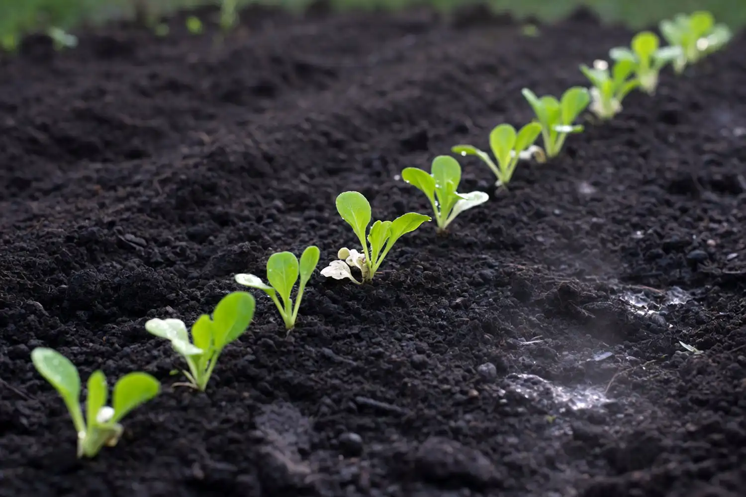 Lettuce seedlings sprouting from seeds in a prepared garden row