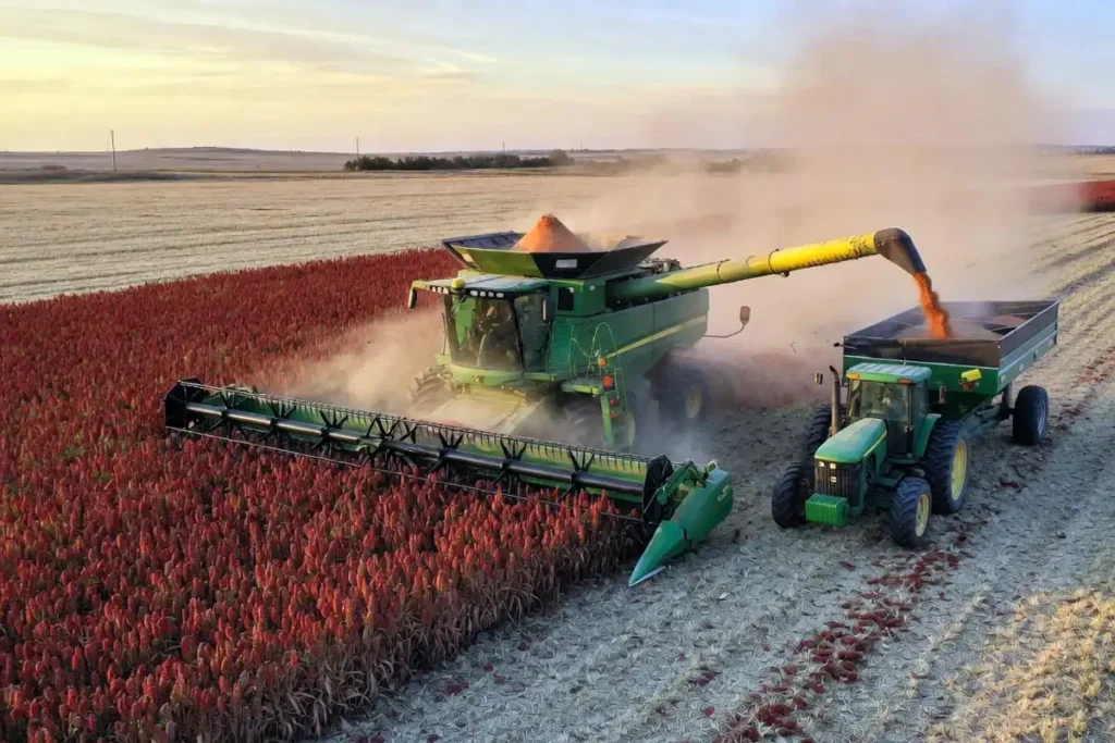 Combine harvesting grain sorghum in Kansas field