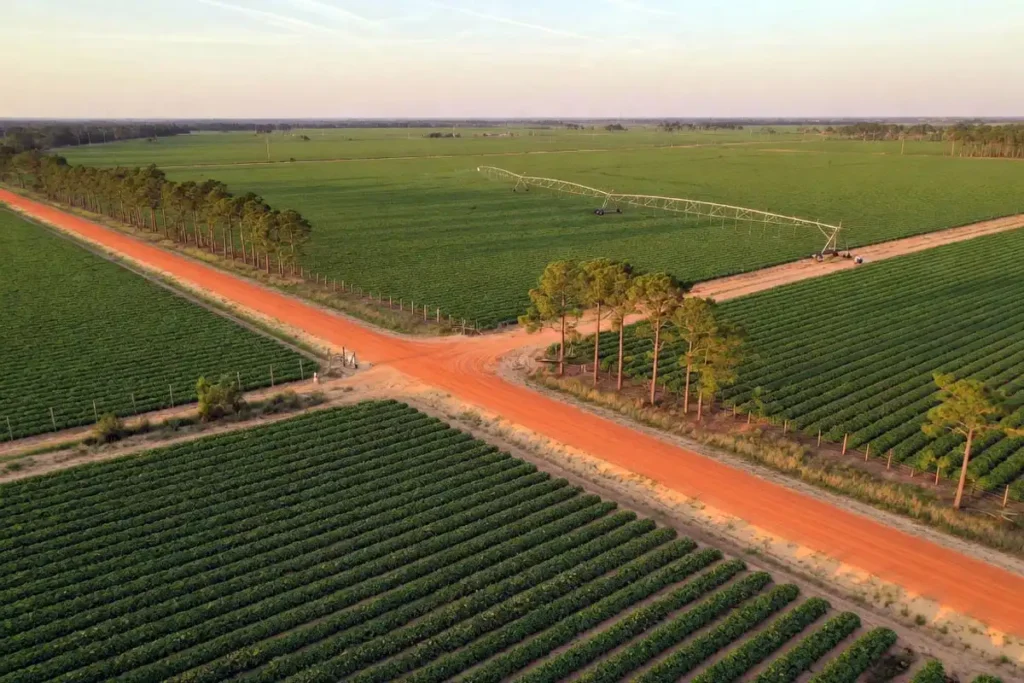 Top peanut-producing counties across the Florida Panhandle region