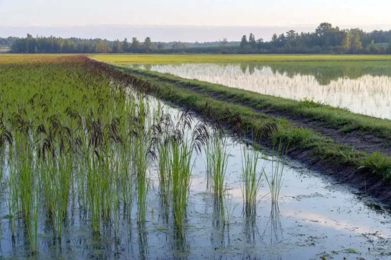 How to grow wild rice in a managed flooded paddy at harvest stage