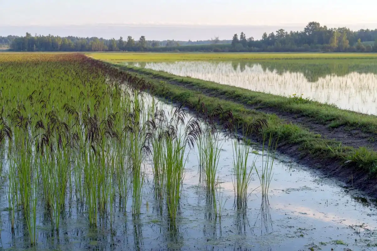 How to grow wild rice in a managed flooded paddy at harvest stage
