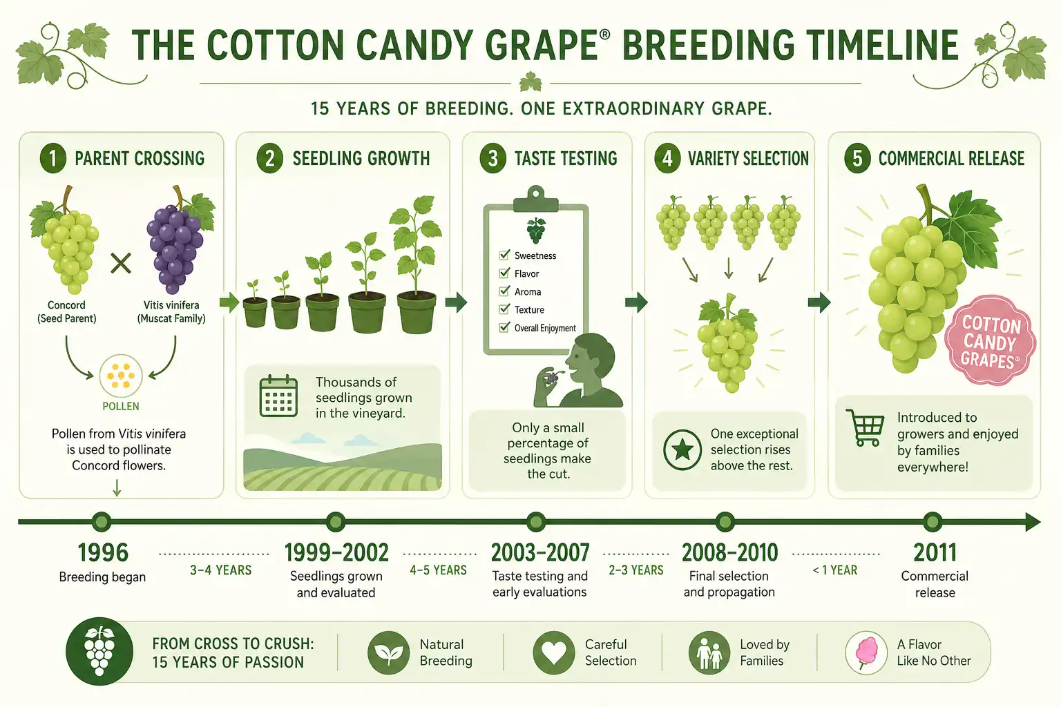 Infographic of the 15 year breeding timeline of cotton candy grapes from cross-pollination to commercial release