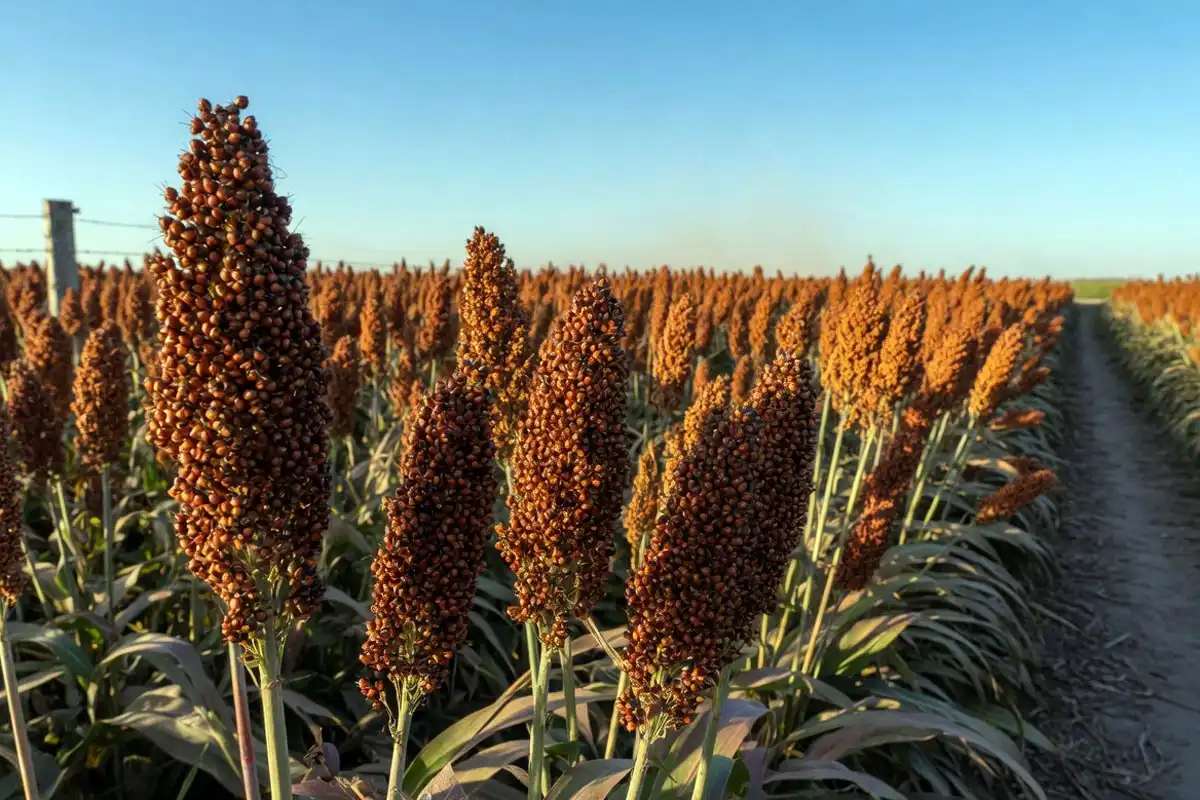 how long does sorghum take to grow
