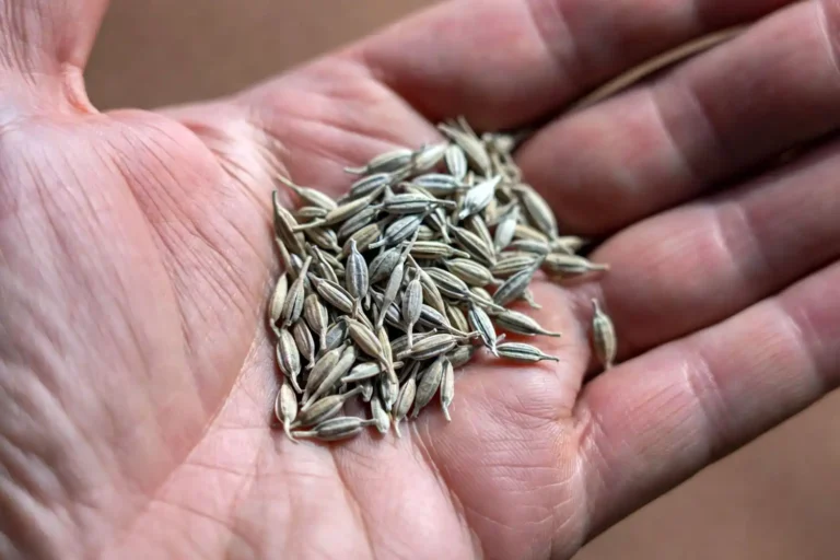 Close-up of lettuce seeds in a farmer's palm showing what a lettuce seed looks like