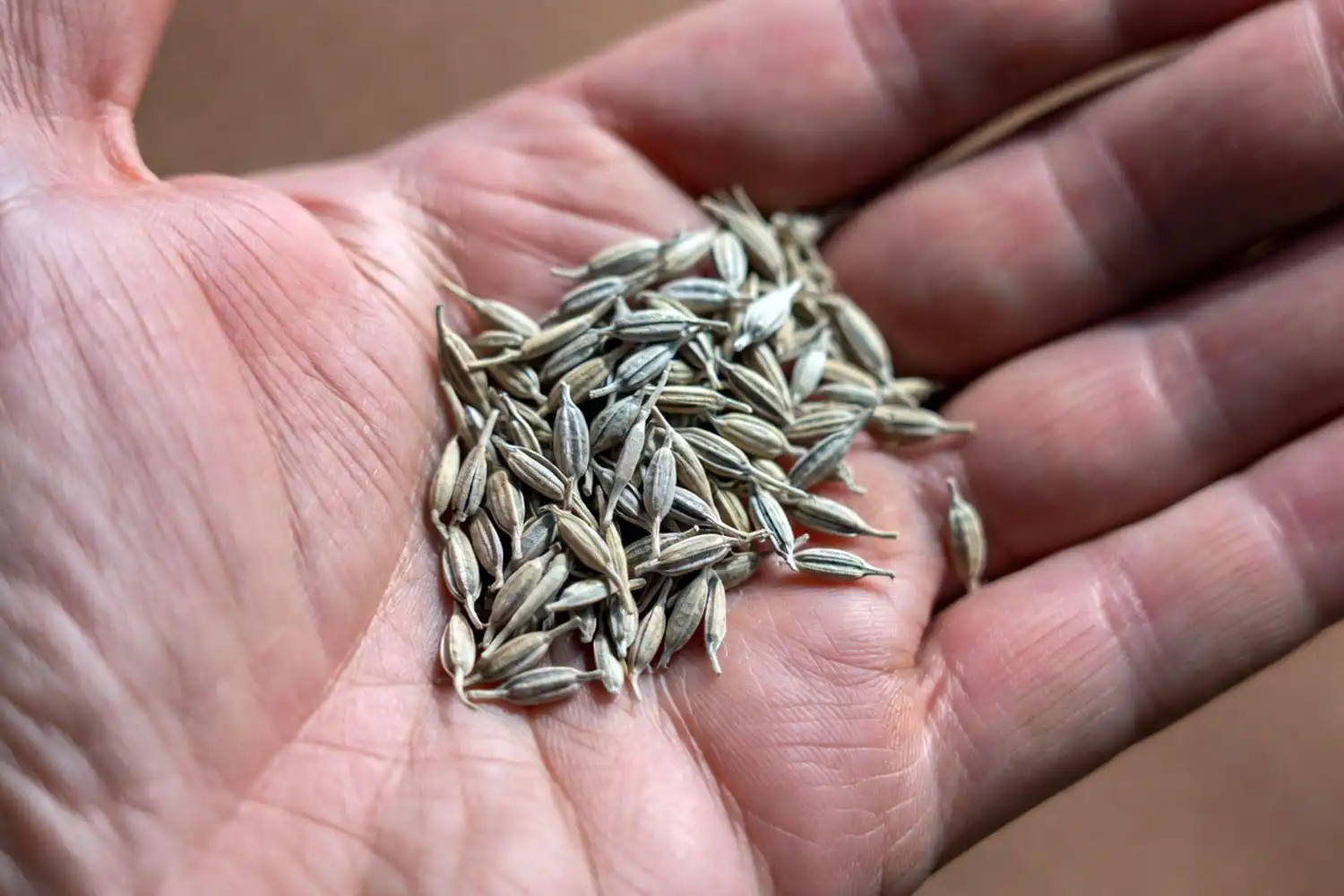 Close-up of lettuce seeds in a farmer's palm showing what a lettuce seed looks like