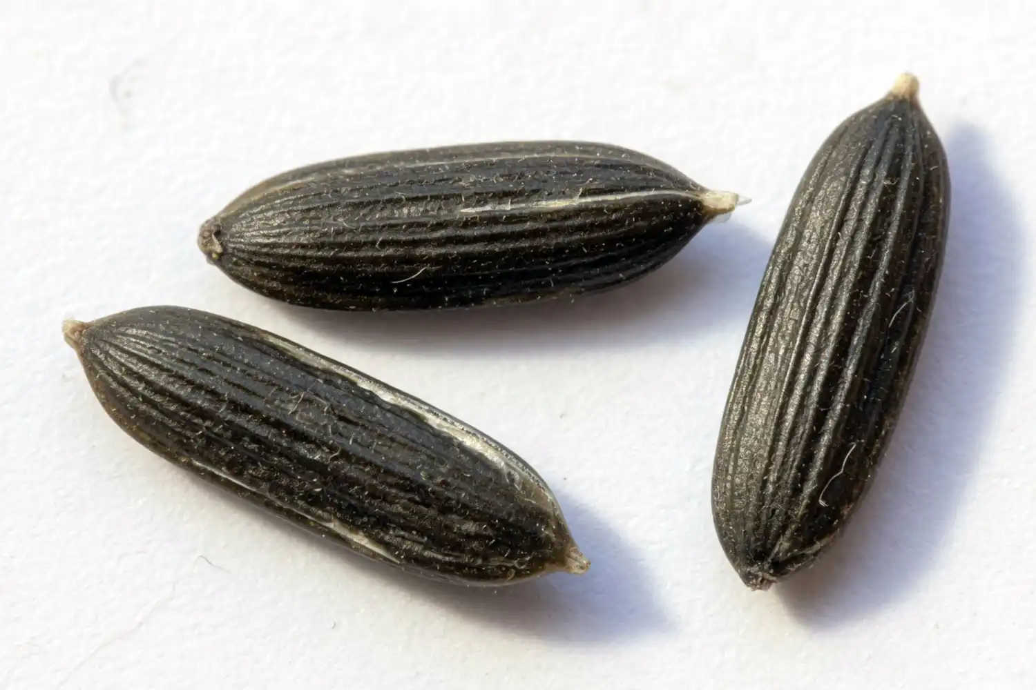 Macro view of single lettuce seeds showing shape and ridges