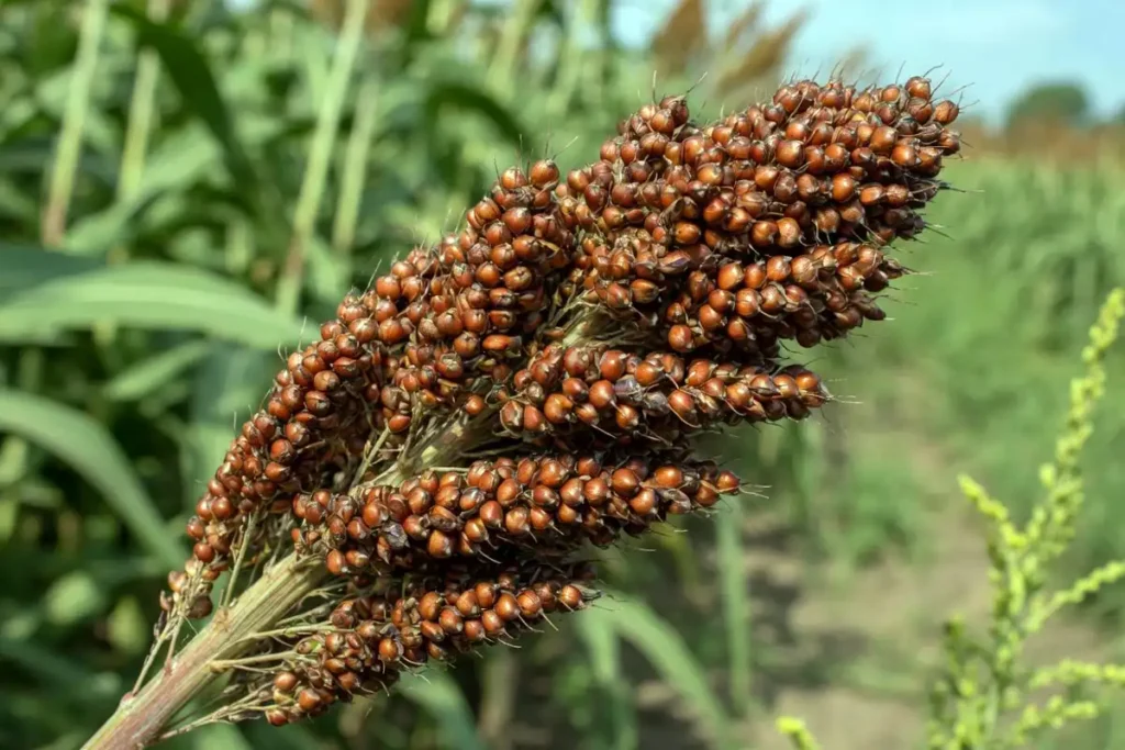 Close-up of a mature milo seed head with round bronze kernels