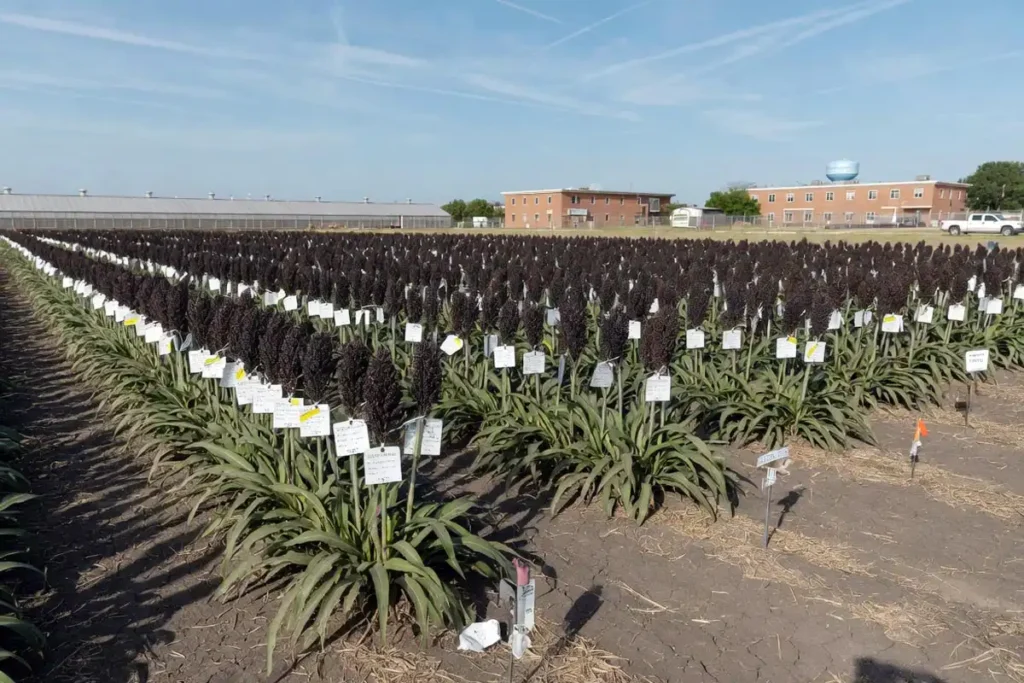 Sorghum research breeding plot with tagged panicles