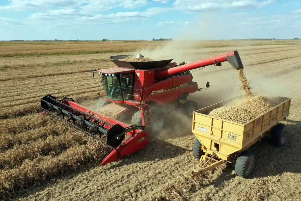 Peanut combine harvesting dried windrows into hopper trailer