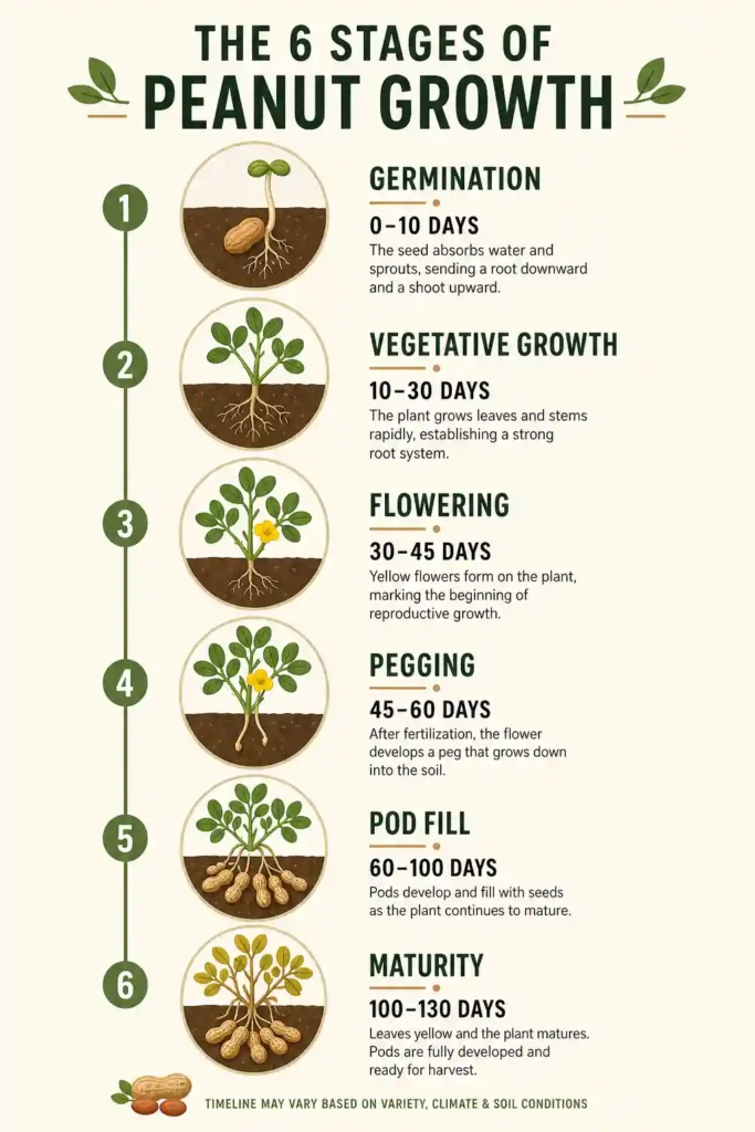 infographic showing six stages of peanut plant growth from seed to harvest