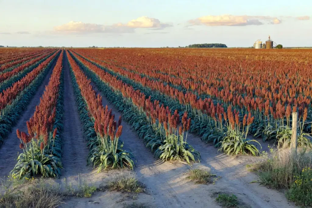 Wide view of a sorghum field with red panicles ready for harvest